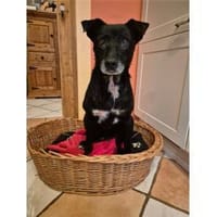 Watson - wartet in 35708 Haiger, Hund zur Adoption