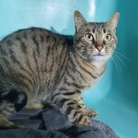 KILAUVEA CHA, chat à adopter