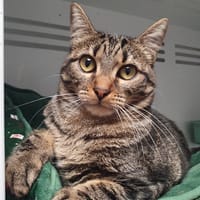 LOVE CHA18657, chatte à adopter