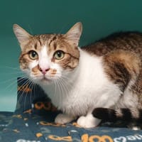 CIBOU CHA, chat à adopter