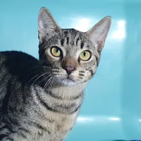 GINGER CHA, chat à adopter