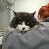 NEMO, chat à adopter