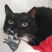LUNA CHA, chatte à adopter