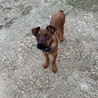 ANUBIS, chien à adopter