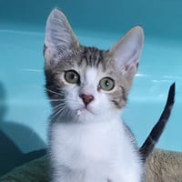 OOMPA CHA, chat à adopter