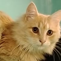 OZZY, chat à adopter