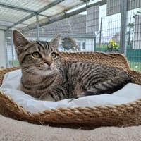 CHANTRELLE, chatte à adopter