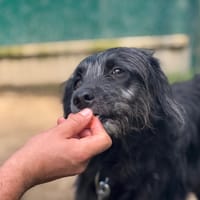 Balo, chien à adopter
