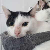 ASHA CHA, chat à adopter