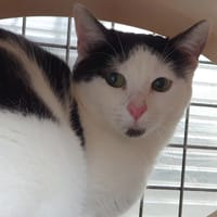 MANTE CHA E, chatte à adopter