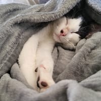 IVAR, chat à adopter