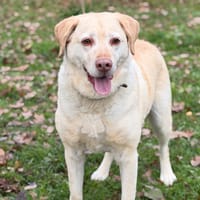 Pacha CAA14368, chien à adopter