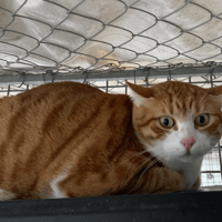 Clara, chatte à adopter