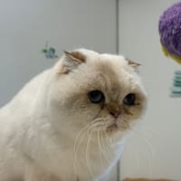 KAROLINA, chatte à adopter