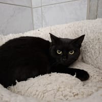 TASTY, chatte à adopter