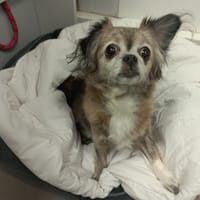 Cassis, chienne à adopter