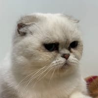 TZARINE, chatte à adopter