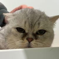 OLKHAZAR, chat à adopter