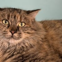 Amandine CAB4843, chatte à adopter