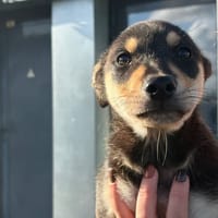 CONRAD, chien à adopter