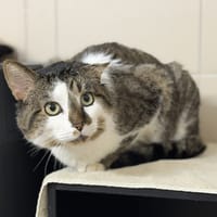 Firmin CAB4664, chat à adopter