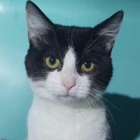 SANTOCH CHA, chat à adopter