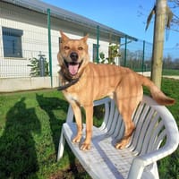 JAMES QCN, chien à adopter