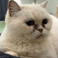 ZAZA, chatte à adopter