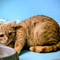 Maouss [Chaton], chatte à adopter