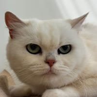 MOONIN, chatte à adopter