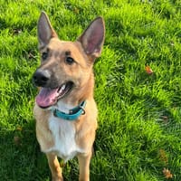 ROUNARD, chien à adopter