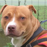 COOPER, chien à adopter