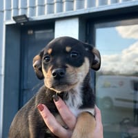 KIMI, chienne à adopter