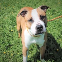 RHYS, chien à adopter