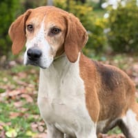 Tom CAA14371, chien à adopter