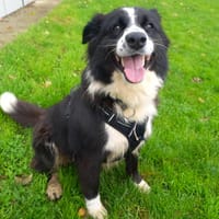 LOLA QCN (réservée), chienne à adopter