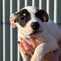 ELKA, chienne à adopter