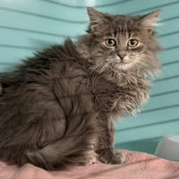 Nemo CAB4864, chat à adopter