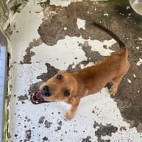 BOB, chien à adopter