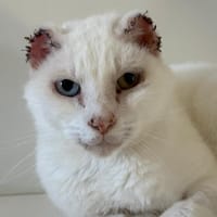 Ajax, chat à adopter