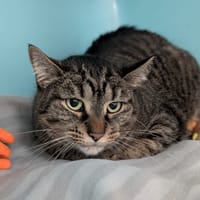 MINOUCHETTE, chatte à adopter