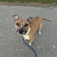 RUBY, chienne à adopter