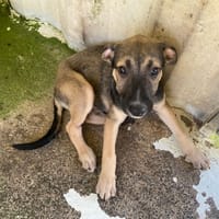 PATRICK, chien à adopter