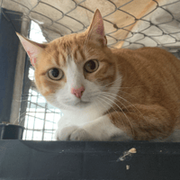 Tom, chat à adopter