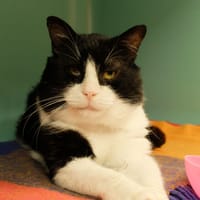 SEPTEAL PAB28210, chat à adopter