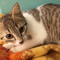 MOUCHE C, chat à adopter