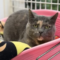 Tortue CAB4859, chatte à adopter