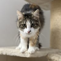 Melly CAB4856, chatte à adopter