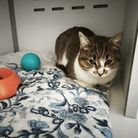 SMOOTHIE, chatte à adopter