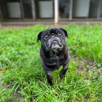 NEMO, chien à adopter